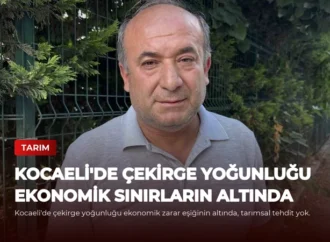 Kocaeli’de Çekirge Yoğunluğu Ekonomik Sınırların Altında