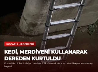 Kedi, Merdiveni Kullanarak Dereden Kurtuldu