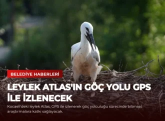 Leylek Atlas’ın Göç Yolu GPS ile İzlenecek
