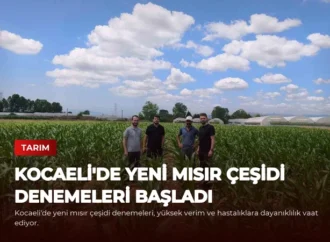 Kocaeli’de Yeni Mısır Çeşidi Denemeleri Başladı