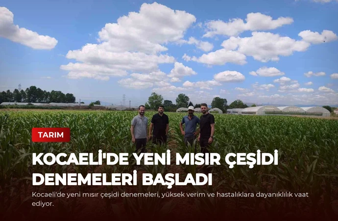 Kocaeli’de Yeni Mısır Çeşidi Denemeleri Başladı