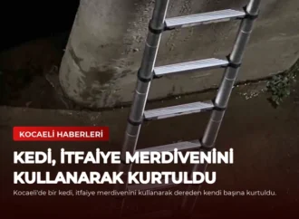 Kedi, İtfaiye Merdivenini Kullanarak Kurtuldu