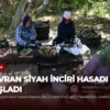 Havran Siyah İnciri Hasadı Başladı