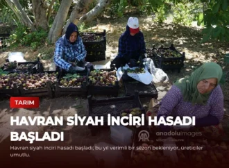Havran Siyah İnciri Hasadı Başladı