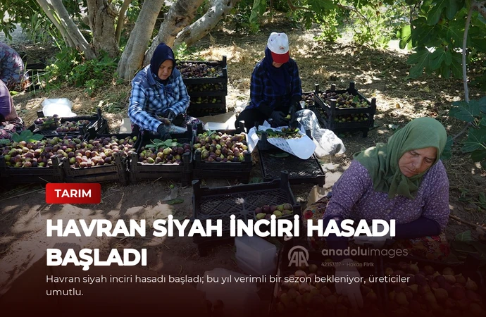 Havran Siyah İnciri Hasadı Başladı