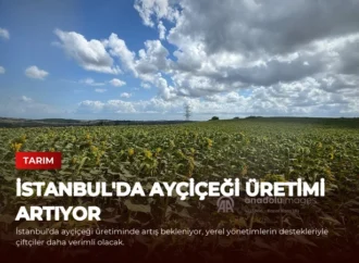 İstanbul’da Ayçiçeği Üretimi Artıyor