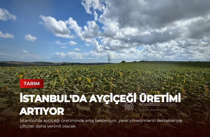 İstanbul’da Ayçiçeği Üretimi Artıyor