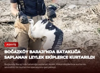 Boğazköy Barajı’nda bataklığa saplanan leylek ekiplerce kurtarıldı