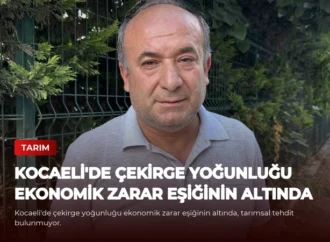 Kocaeli’de Çekirge Yoğunluğu Ekonomik Zarar Eşiğinin Altında