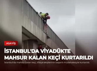 İstanbul’da Viyadükte Mahsur Kalan Keçi Kurtarıldı