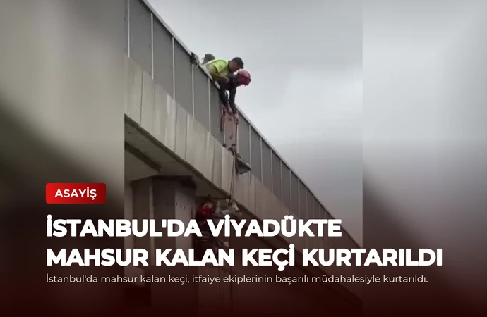 İstanbul’da Viyadükte Mahsur Kalan Keçi Kurtarıldı