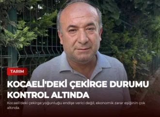 Kocaeli’deki Çekirge Durumu Kontrol Altında