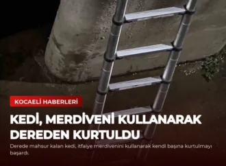 Kedi, Merdiveni Kullanarak Dereden Kurtuldu
