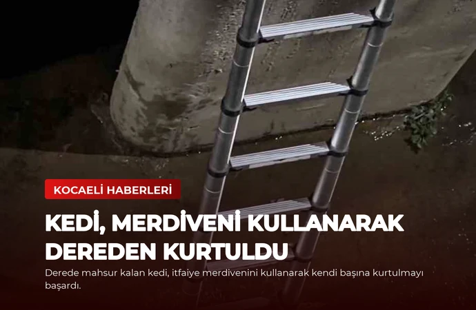 Kedi, Merdiveni Kullanarak Dereden Kurtuldu