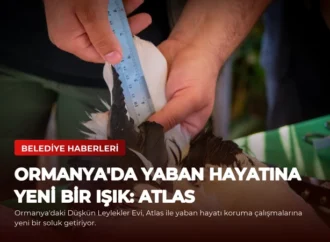 Ormanya’da Yaban Hayatına Yeni Bir Işık: Atlas