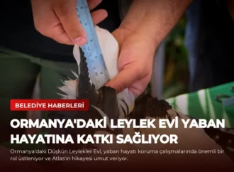 Ormanya’daki Leylek Evi Yaban Hayatına Katkı Sağlıyor