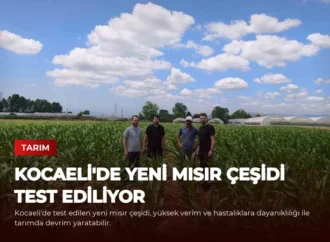 Kocaeli’de Yeni Mısır Çeşidi Test Ediliyor
