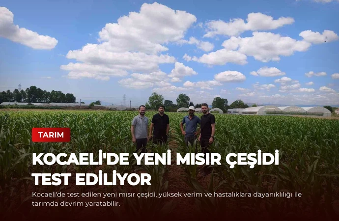 Kocaeli’de Yeni Mısır Çeşidi Test Ediliyor